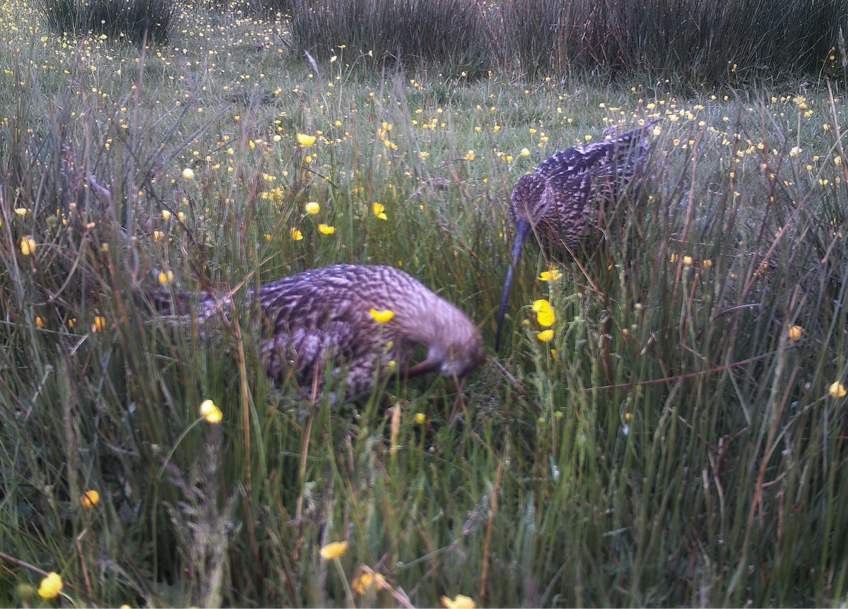 AmandaOwen8's tweet photo. Changeover time.
The female & the male curlew at dawn.
🐦🥚🐦
#sharedresponsibilty #nest #curlew #birds #farming #flowers https://t.co/KRvMGZESAn