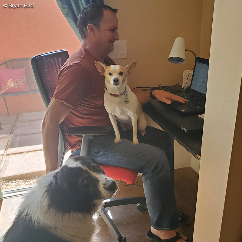 Defenders's tweet photo. Meet Ace &amp; Bella! They are helping their office mate Bryan Bird, our #Southwest program director, work on management plan scoping comments for the Mexican gray #wolf. Learn more about our work &amp; this #endangeredspecies: https://t.co/Q9UGLRXk8a #RemoteDefending https://t.co/bOvMI3QDTs