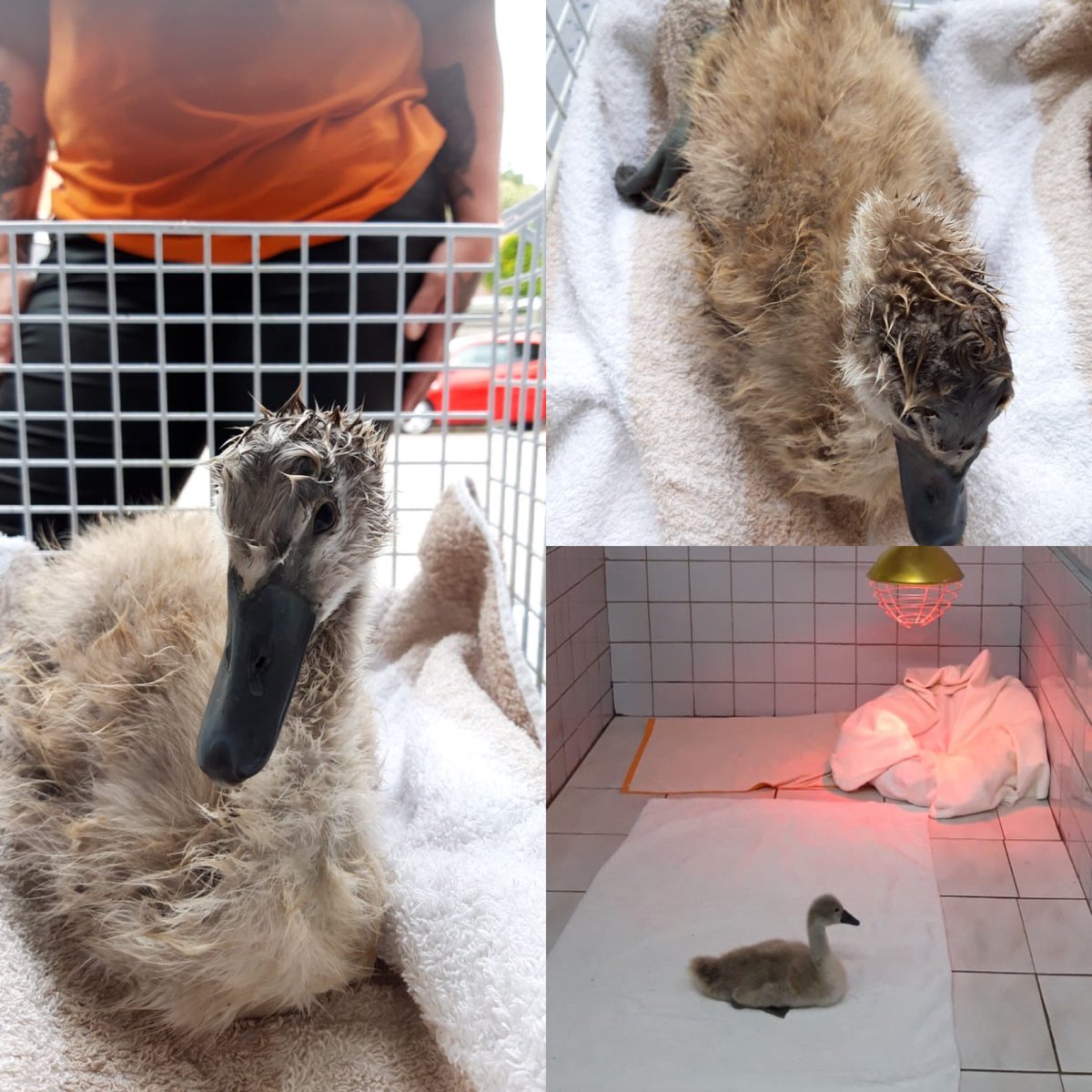 Dieren4u tweet media