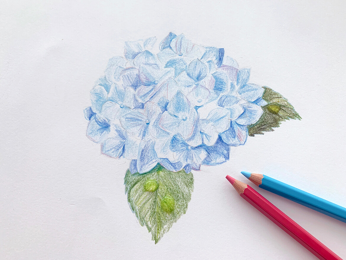 Uni 三菱鉛筆 公式 梅雨 の季節ですね 水彩色鉛筆 で 紫陽花 を描きました イラスト イラスト好きさんと繋がりたい T Co Vufag2iqdx Twitter