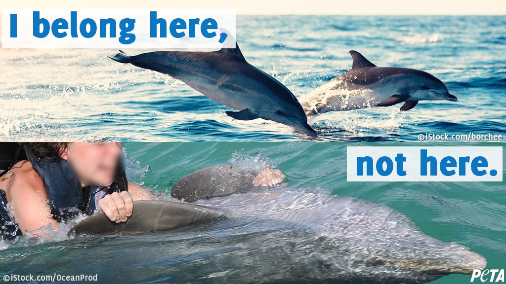 peta's tweet photo. Retweet if you know. https://t.co/oJHhBtN6iQ