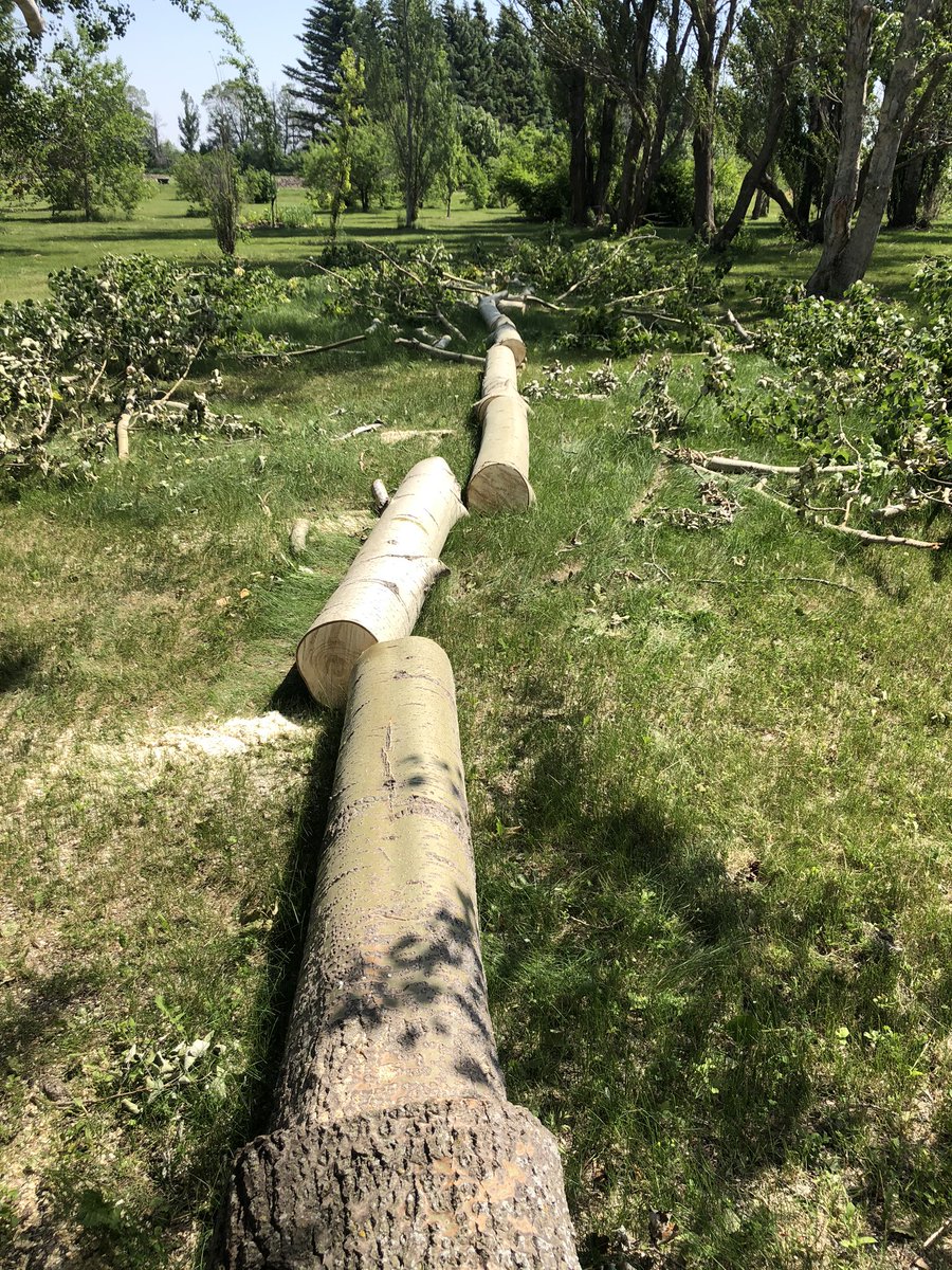 How do you define a great day? Being able to take down a poplar equals a great day. One less poplar in this world! #treeremoval #tree