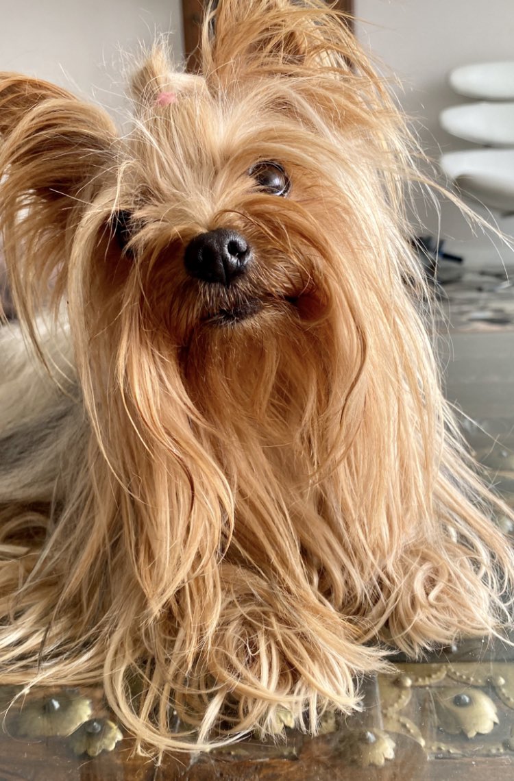 ladomingo's tweet photo. Enriqueta aún no aparece. Ayuden a difundir estamos desesperados Extraviada desde ayer en colinas de bello monte @LuisChataing @LuisCarlos https://t.co/29VrQWzpLC