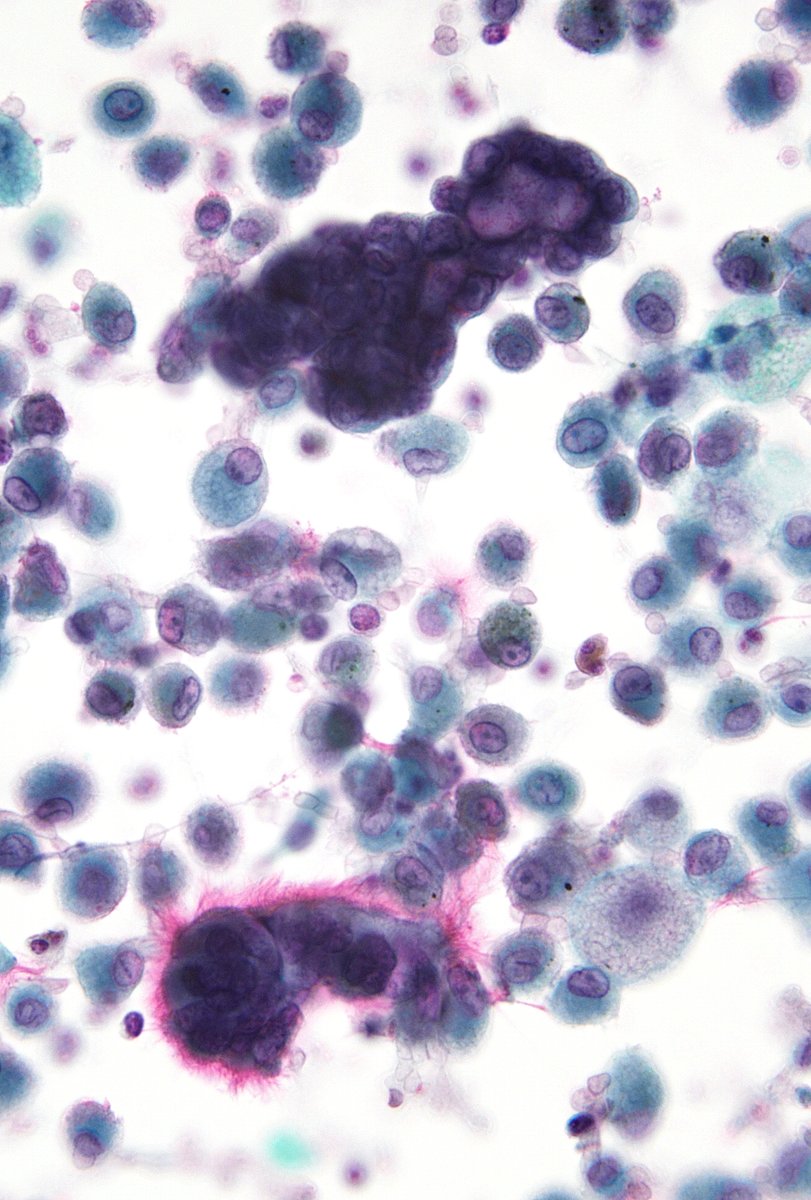 Syed Z. Ali tweet media