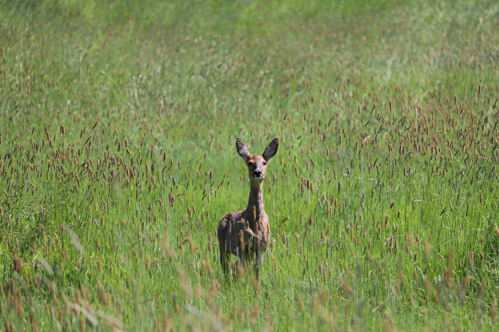 Waiting for your friend to arrive for a socially-distanced walk.