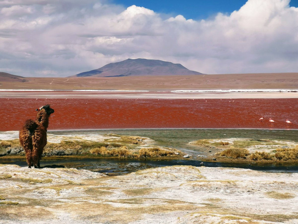 An amazing view in Sur Lípez province, Bolivia. Photo credit: Mariana Proença