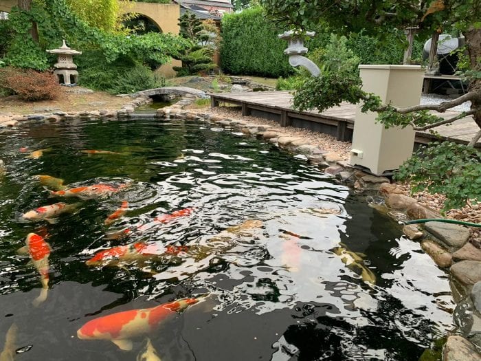 KoiQuestion's tweet image. Innovatief voerapparaat getest door vereniging - koiquestion.com/2020/06/17/inn… |koicave, Paul van Mierlo, Voerapparaat, VSzeeland