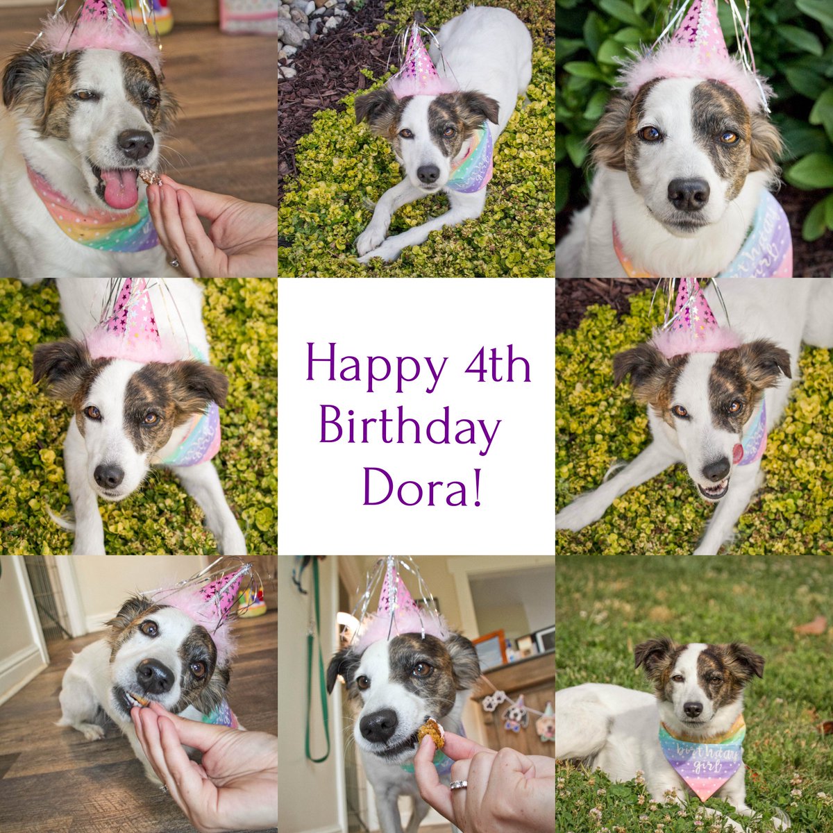 misskittysbb's tweet photo. Happy 4th Birthday Dora! π₯³ Thanks for sharing your special day with all of your Daycare friends and Daycare staff!! Sweet Pawty! We β€ you! π #misskittysdogresort #birthdayfun #birthdayparty #birthdaygirl #dogresort #dogsofnashville #dogdaycare #daycaredogs #dogsoftwitter https://t.co/I6MwQIJ7Xc