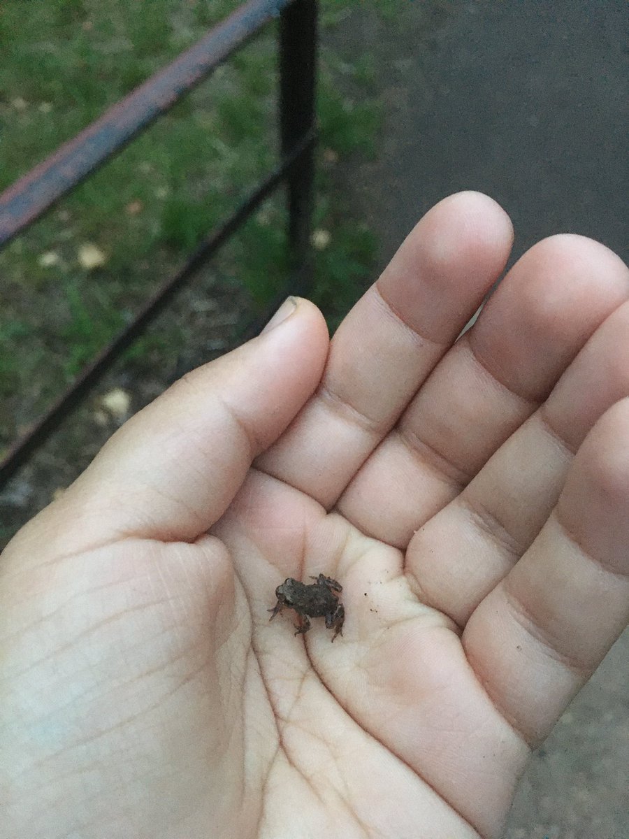 Kitchiki's tweet photo. WHY ARE YOU SO SMALL https://t.co/IOtQi5Ahi4