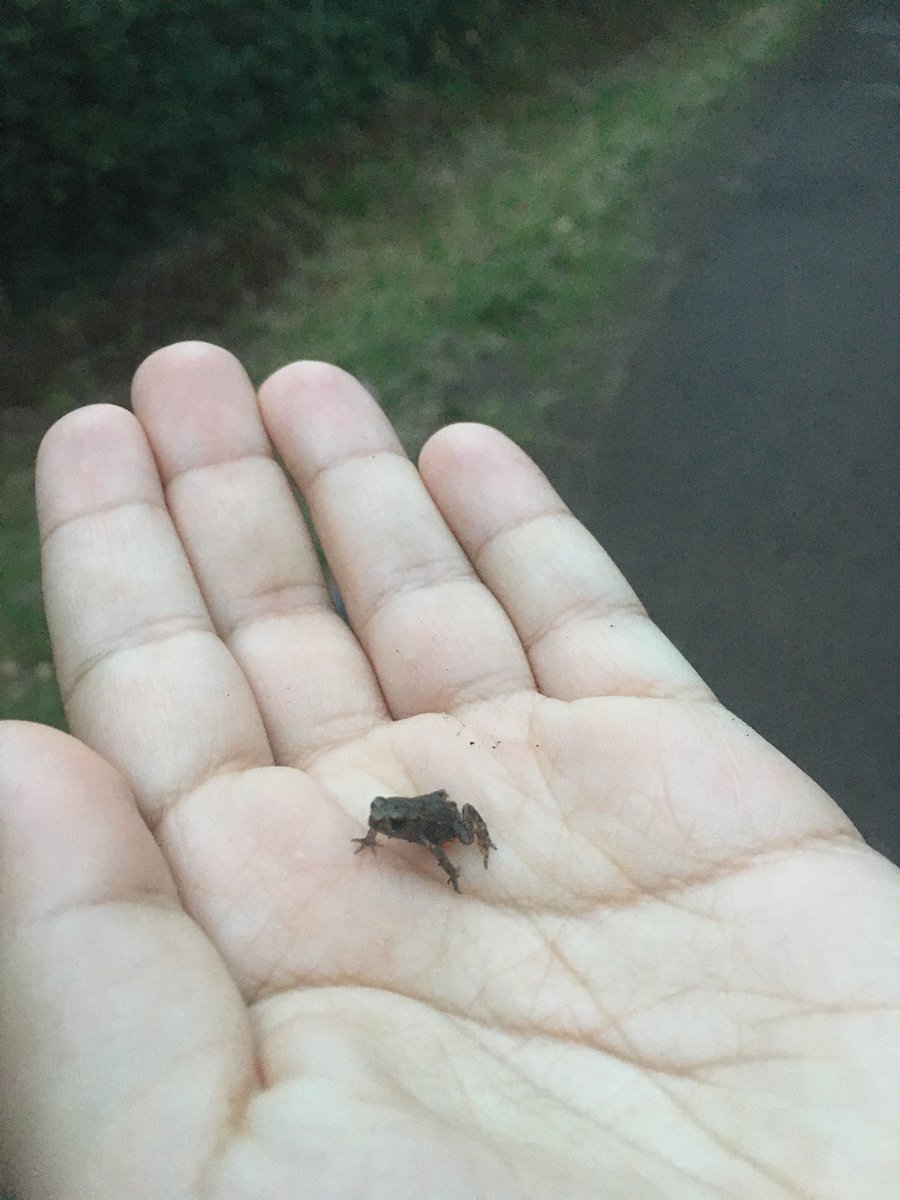 Kitchiki's tweet photo. WHY ARE YOU SO SMALL https://t.co/IOtQi5Ahi4