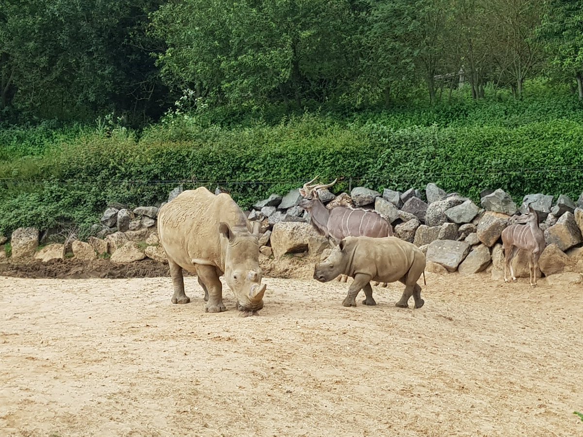 ali_R87's tweet photo. Thank you @ColchesterZoo for my invitation to attend the private opening today. You did amazingly well. All of your staff especially John who cried when welcoming us were absolutely brilliant!! Well done and thank you!! https://t.co/SjuoAWmxzp