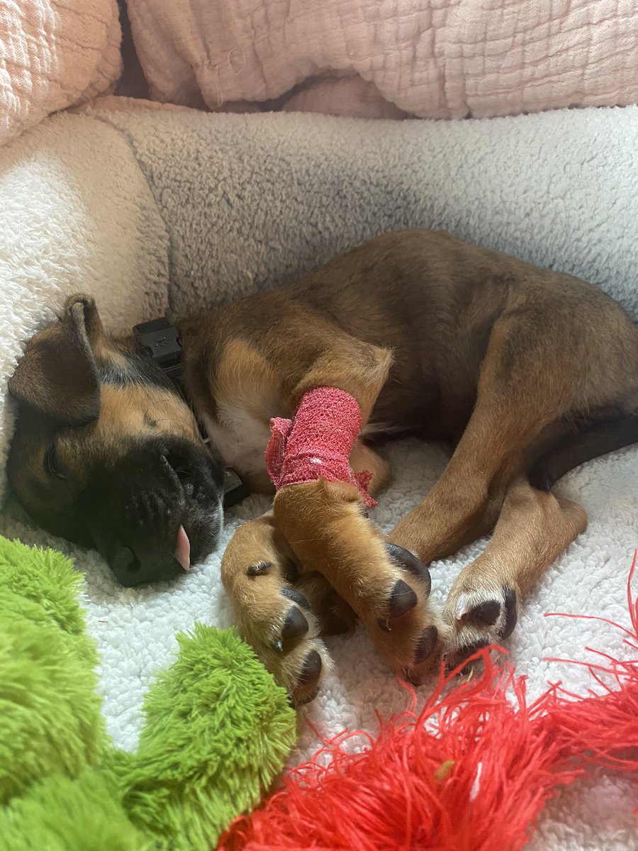RIZELuxury's tweet photo. Update on Russ:

He has progressed very well and we were able to bring him home this morning!! He has a very strict medicinal regimen to follow and has to be isolated indoors.

It’s so amazing having him back home. Thank you all so much we’ve almost reached our goal! https://t.co/LyLuuwf3eq
