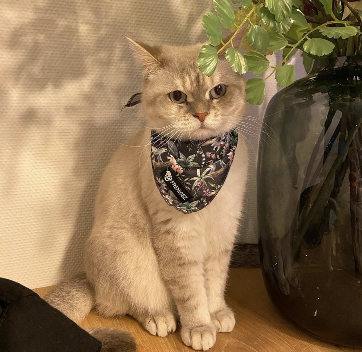 Hoe leuk, Ivy @ishaenivydesnoesjes (de katjes van Gio Latooy) draagt onze <a href="/frenkiez_/">Frenkie</a> bandana!😻 ceesencoosshop.nl/merken-brands/… @GameplayWorldXL