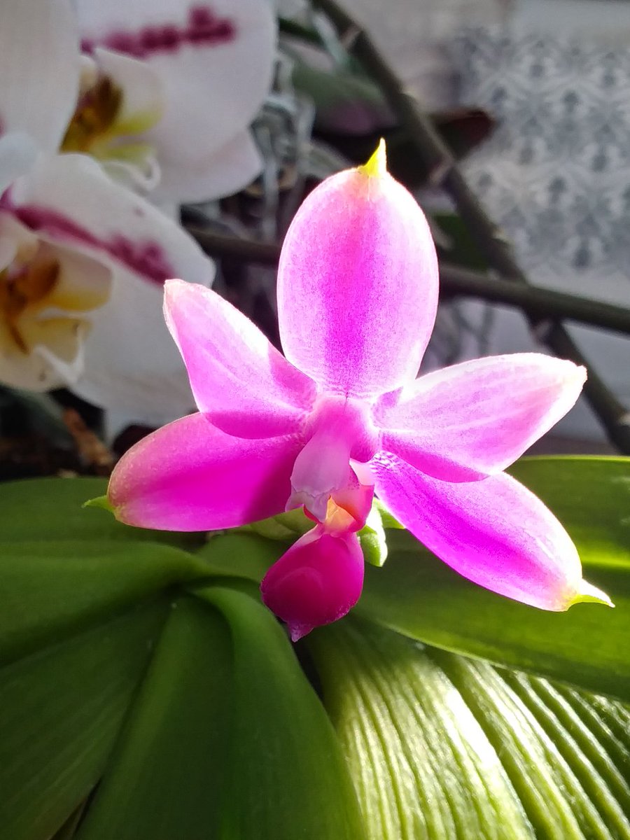 lifeofbellina's tweet photo. Phal. violacea var. indigo red
#Phalviolaceaindigored #violaceaindigored
#Phalviolacea #indigored
#orchid #orquídia #orchidej #orkidé #orchidee #orhidee #ορχιδέα #orkide #orquídea #兰花 #蘭花 #蘭 #orchidlove #orchideenliebe #flowers #houseplants #plantsofinstagram https://t.co/bFQugEQ7J5
