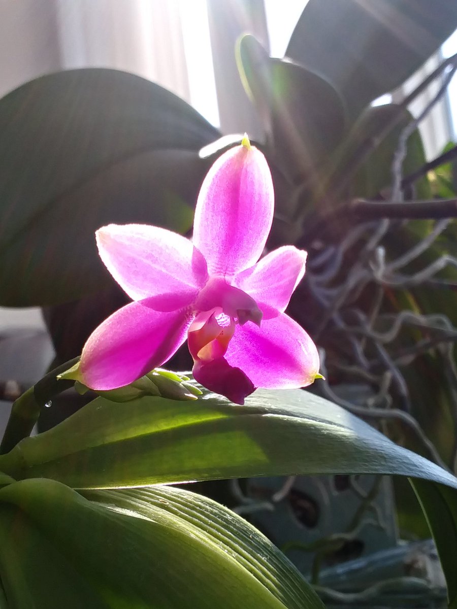 lifeofbellina's tweet photo. Phal. violacea var. indigo red
#Phalviolaceaindigored #violaceaindigored
#Phalviolacea #indigored
#orchid #orquídia #orchidej #orkidé #orchidee #orhidee #ορχιδέα #orkide #orquídea #兰花 #蘭花 #蘭 #orchidlove #orchideenliebe #flowers #houseplants #plantsofinstagram https://t.co/bFQugEQ7J5