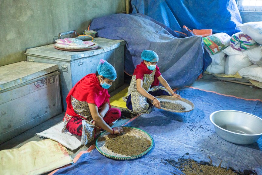 CIMMYT's tweet photo. Farmers in #Nepal are benefitting from improved #nutrition, higher incomes and better #soil health thanks to a humble legume known as the mung bean: https://t.co/dZwfddIjP4 

 @CGIAR @GatesFoundation @IFPRI @irri @USAID https://t.co/NwoPczzj0v