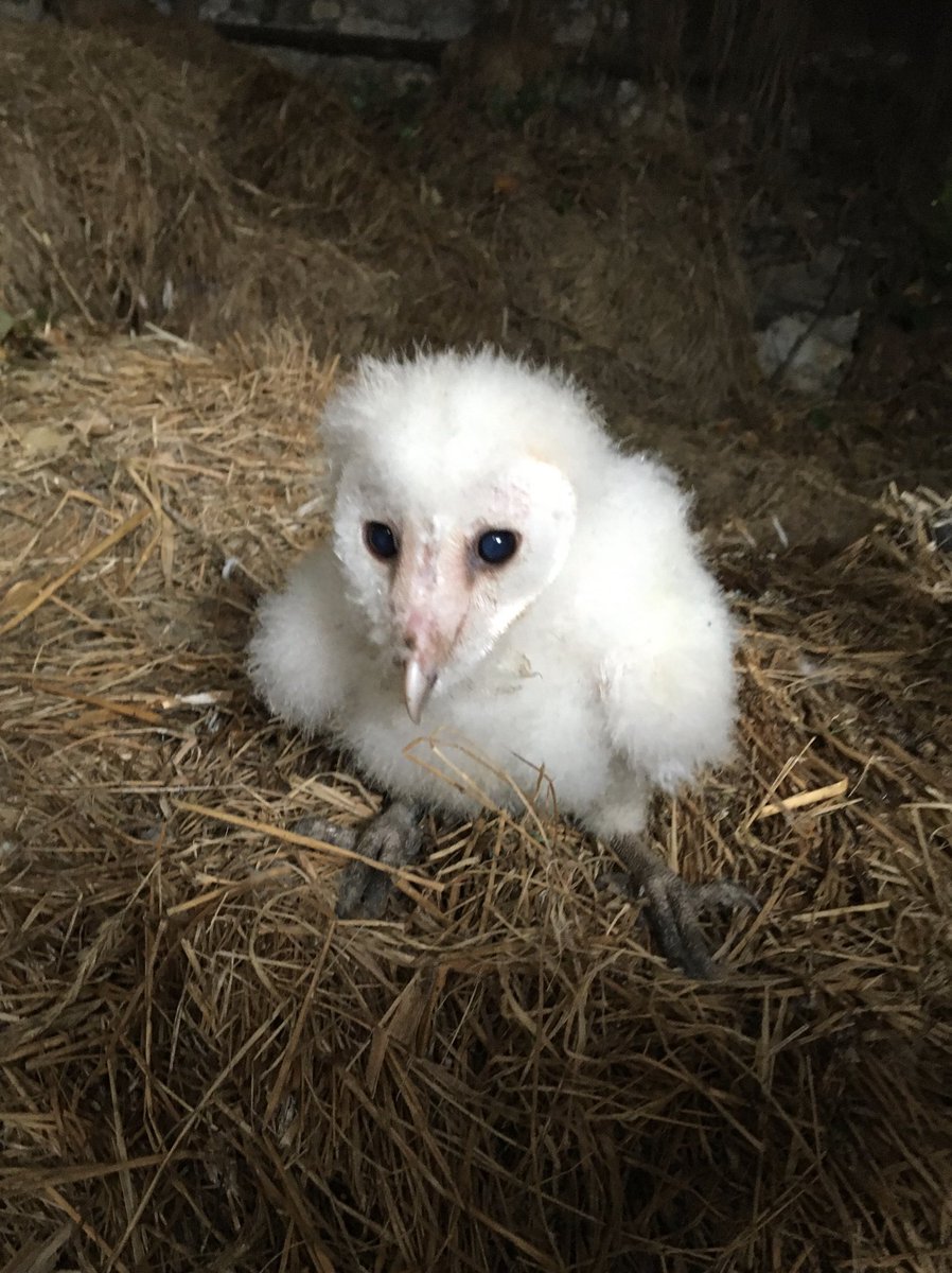 Barn Owl nest monitoring season starting off well. Ringed this little fella at a nest site near Tralee. One of four chicks