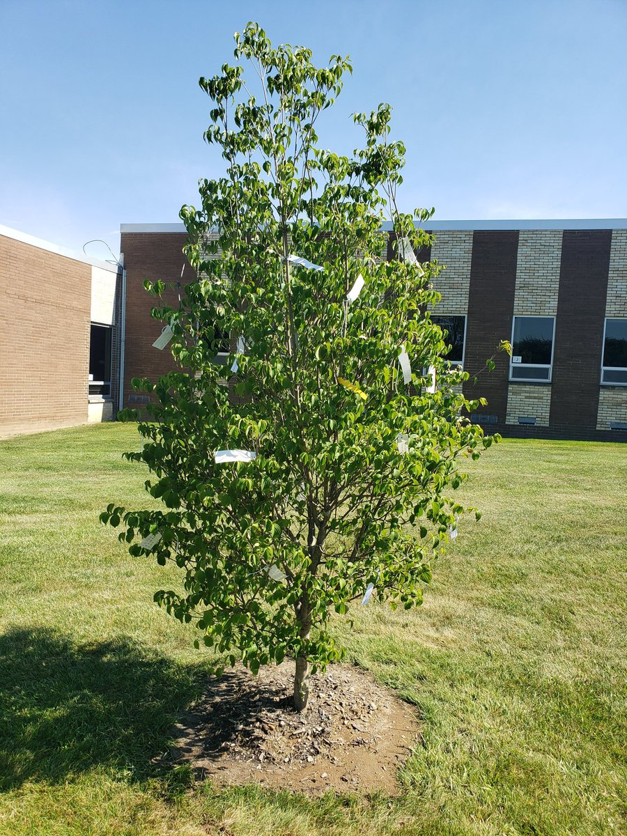 westsartclass's tweet photo. Just finished tying the wishes to the Class of 2020 Wishing tree.  Thank you Mr. Deibel for this awesome idea! https://t.co/sJRjHisWP9