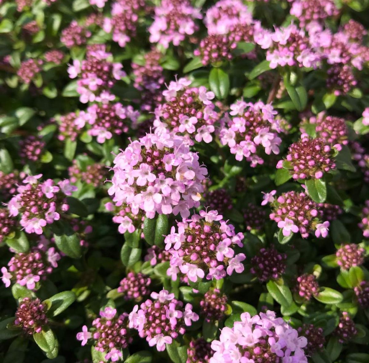 日本人速報 本日の誕生花は タイム 花言葉は 勇気 活動力 これハーブの一種ですよね