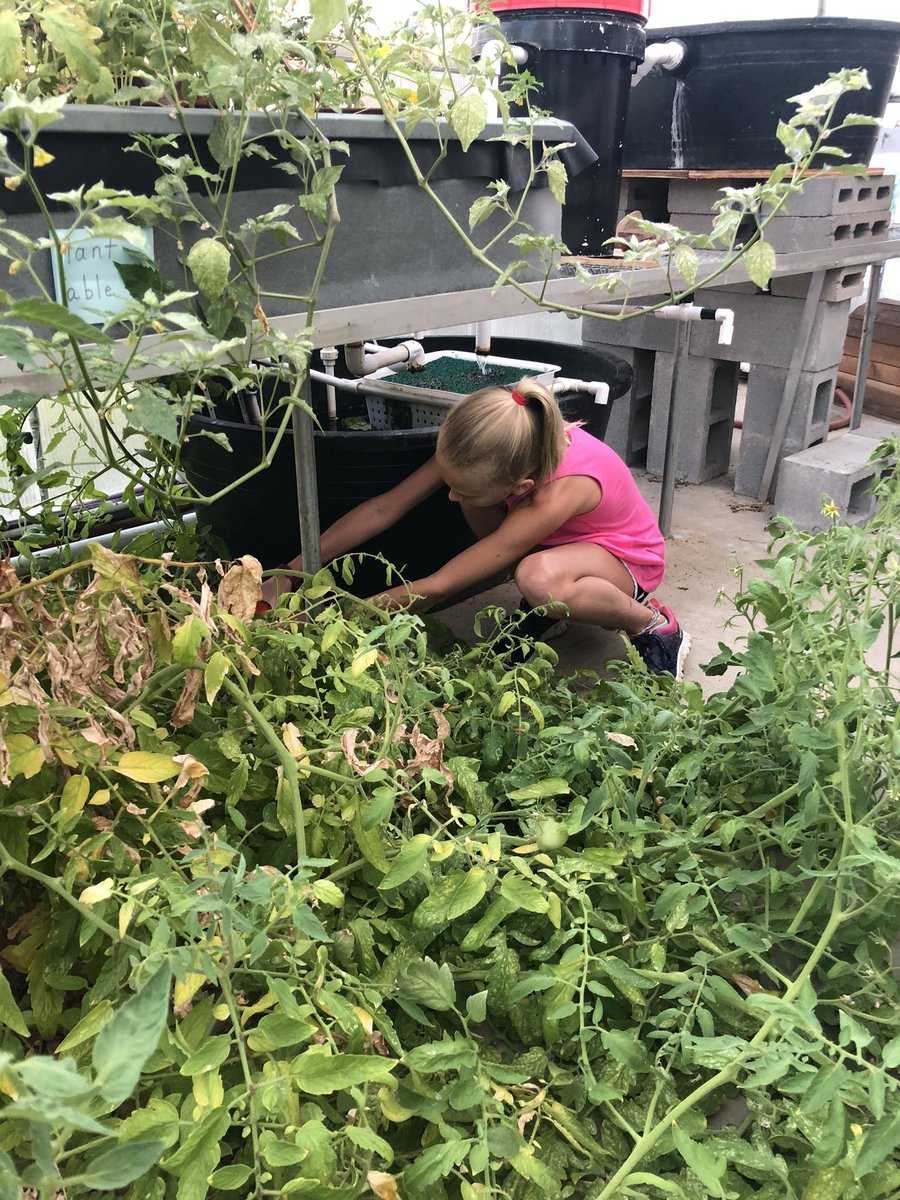 BBES_JMG's tweet photo. We picked tomatoes from #aquaponics, harvested carrots, weeded and planted purple hull peas this morning. So happy to have some of our previous JMG members join us in the garden!  🍅 🥕 https://t.co/9pguujbu1X
