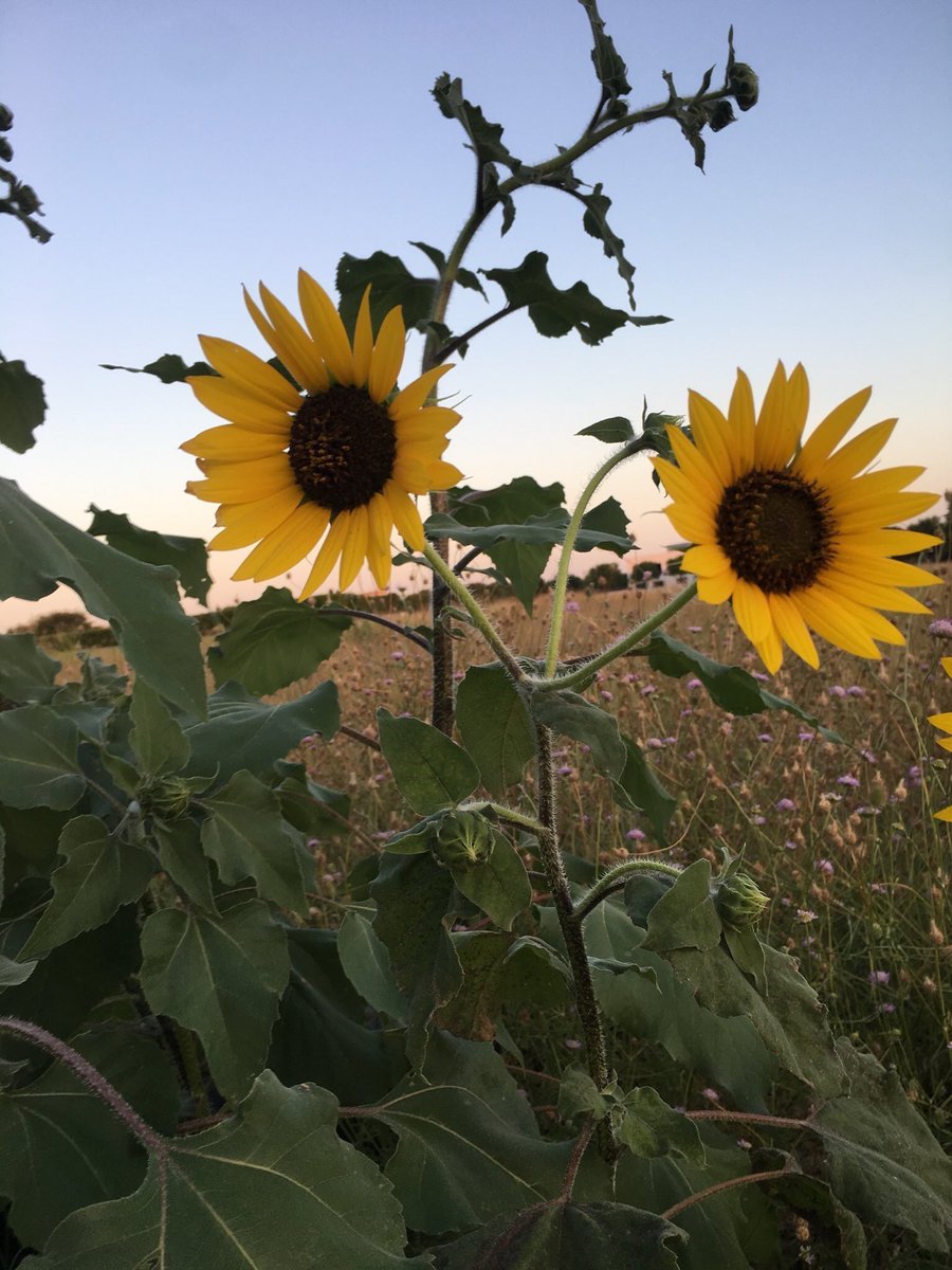 sunflowerlust's tweet image. Here are some sunflowers to brighten up your day