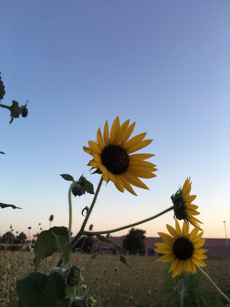 sunflowerlust's tweet image. Here are some sunflowers to brighten up your day