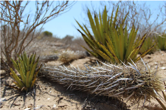 CONAFOR's tweet photo. Una especie endémica en #México es la chirinola, un cactus errante que se observa solo en #BajaCaliforniaSur 🏜️😮
Lee: https://t.co/yoeNA0dDJ9
En día Día Mundial de Lucha contra la Desertificación y la Sequía cuidemos nuestras zonas áridas y semiáridas. https://t.co/QSkzHpu7XJ