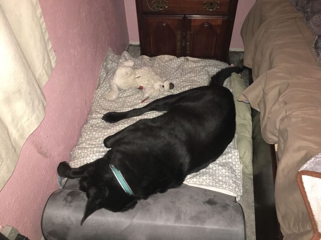 RTAnimDogs's tweet image. Working hard or hardly working HORF HORF HORR @digitalgargoyle