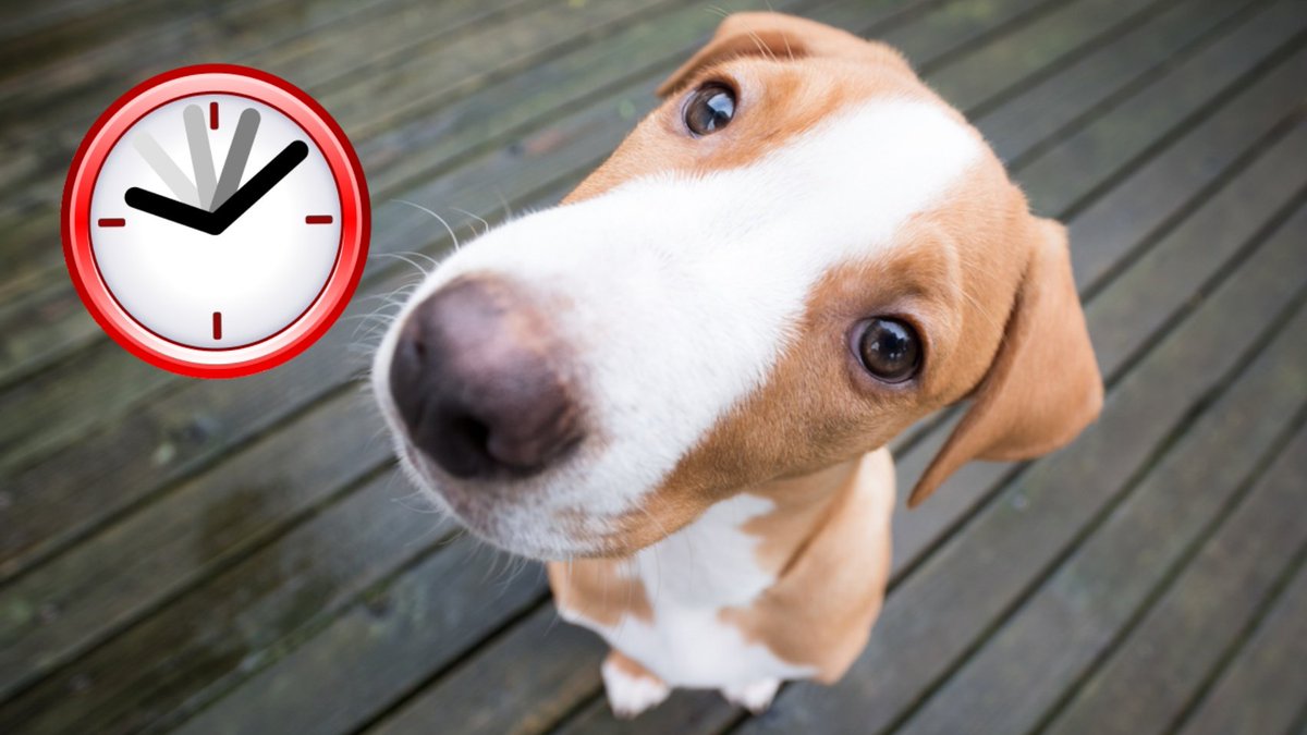 Tu Sais Pas Quoi Les Animaux Ont Ils La Notion Du Temps Oui Et Non La Science Montre Qu Ils Peuvent Se Rappeler Depuis Combien De Temps Un Evenement S Est