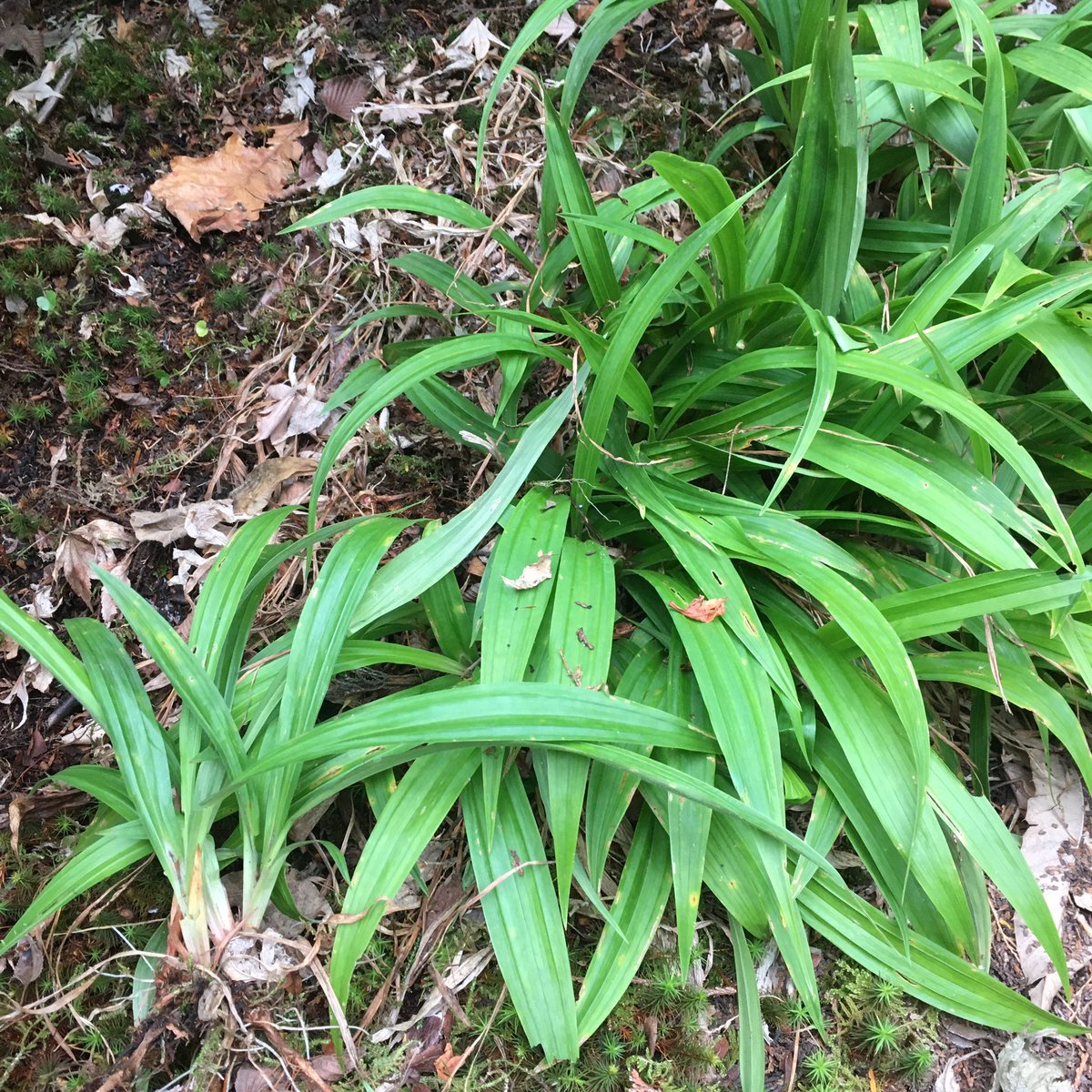 瑠璃色 瑠璃色の地球 求むアドバイス この細長い葉っぱの名前何方か教えてください 花は咲いたことがないのです 取ったほうがいいのか残しても良いのか 判断出来きず ずっと保留中です T Co Ppt3f7zptj Twitter