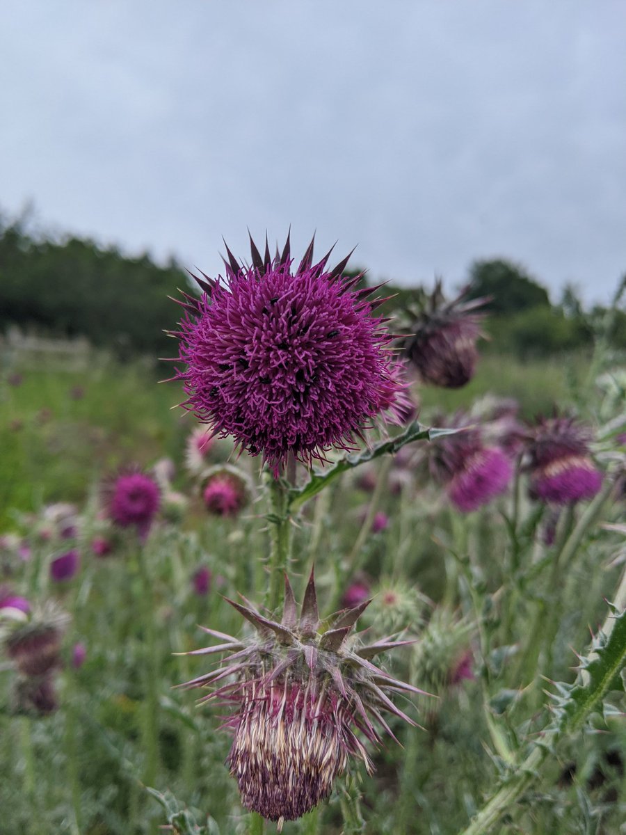 JonSullivan4's tweet photo. #Wildflowers galore on #chalkdownland nr. #BluebellHill. Here we have #Muskthistle, #Burdock, #Fieldscabious and a #Pyramidalorchid.
Amazing. https://t.co/dbvSChQ0Xm