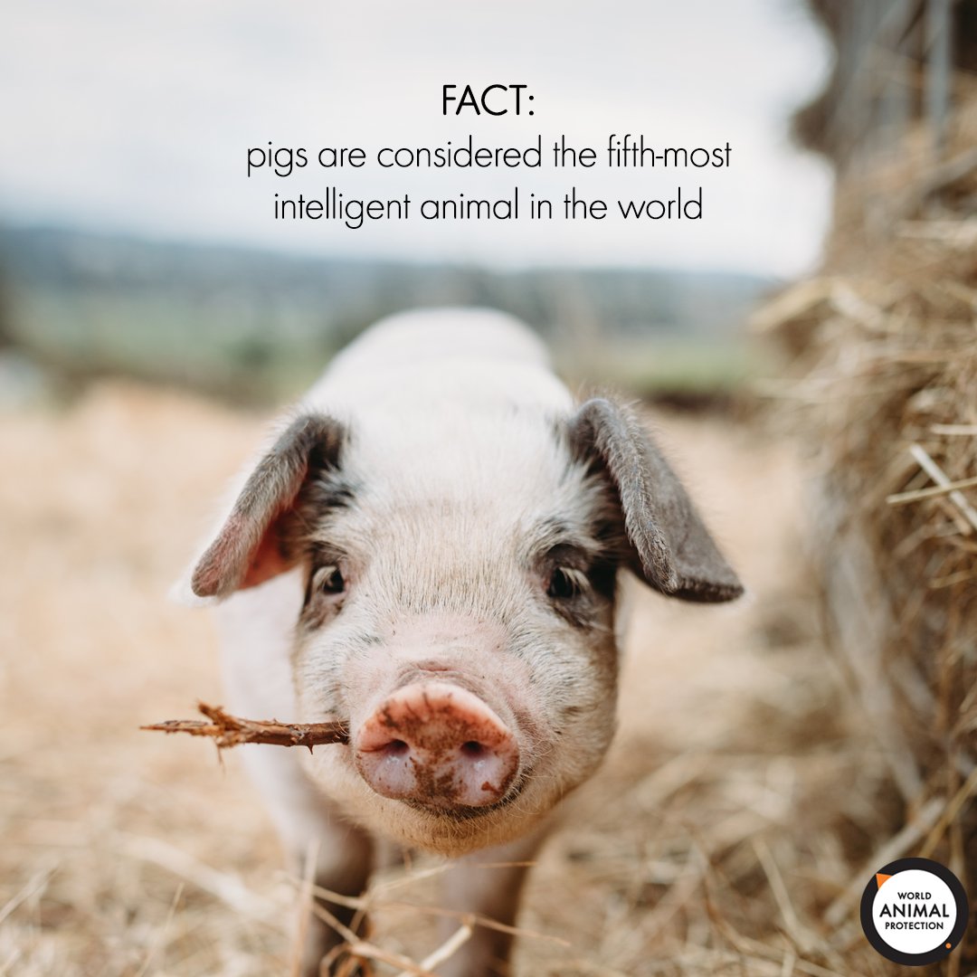 World Animal Protection US auf Twitter: „#FACT: Pigs are the fifth-most intelligent animal in the world. They're even smarter than dogs! 🐷🌟 /xKKhivDp2X“ / Twitter World Animal Protection US auf Twitter: „#FACT: Pigs are the fifth-most intelligent animal in the world. They're even smarter than dogs! 🐷🌟 /xKKhivDp2X“ / Twitter