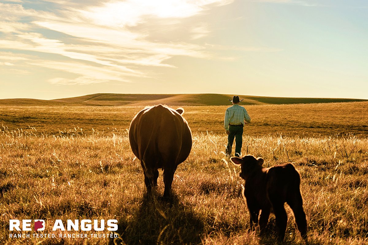 RedAngusAmerica's tweet photo. "Crystal Balls and Silver Bullets"
This month's Board Commentary, written by Kay Klompien, in the Red Angus Magazine is one you don't want to miss! Check it out online at: https://t.co/xwViHwj5aE
#redangus #profitrepeat https://t.co/J93t3qVaOm