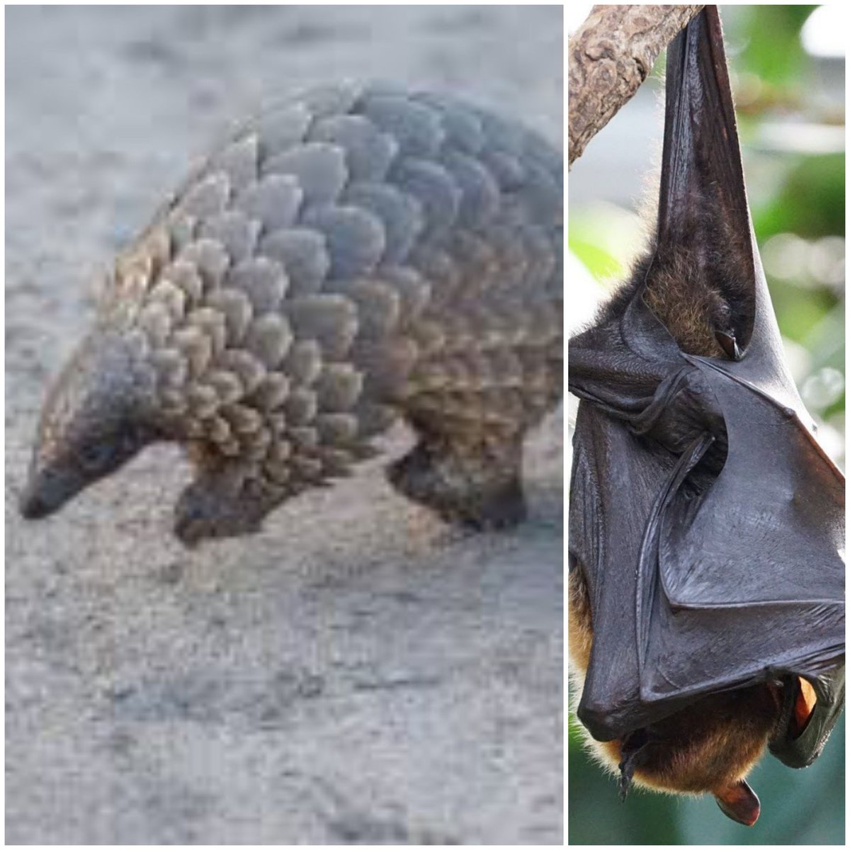 mathlamenaceee's tweet image. #TopChef Les 3 pires duo de 2020 #KohLanta2020