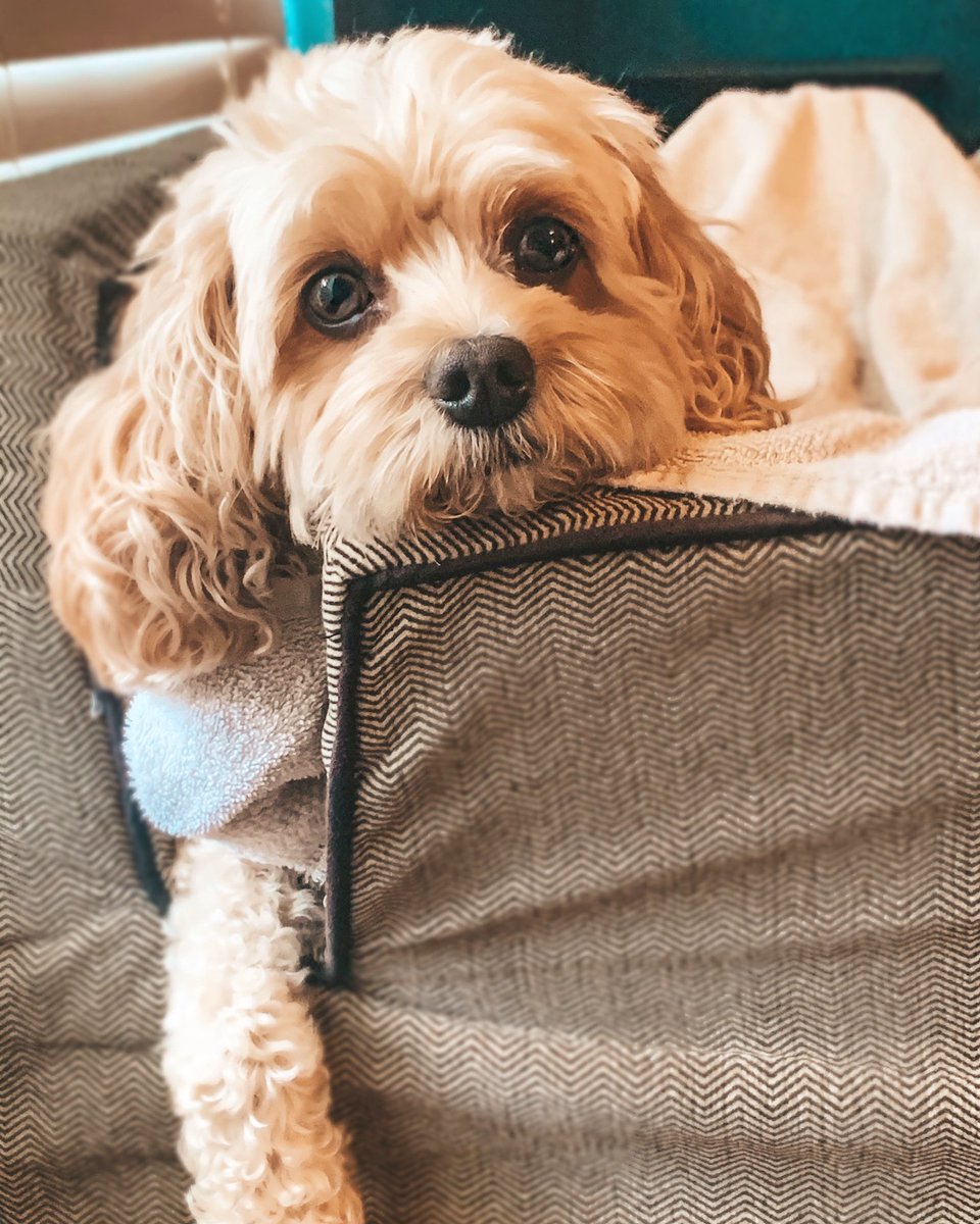 ArchieAndGunner's tweet photo. Waiting for my food delivery like 🐶 •
•
•
•
#archieandgunner #cavapoos #cavy #cavalierkingcharlesspaniel #poodle #poodle #cavoodles #doordash https://t.co/7DWTljRH2C