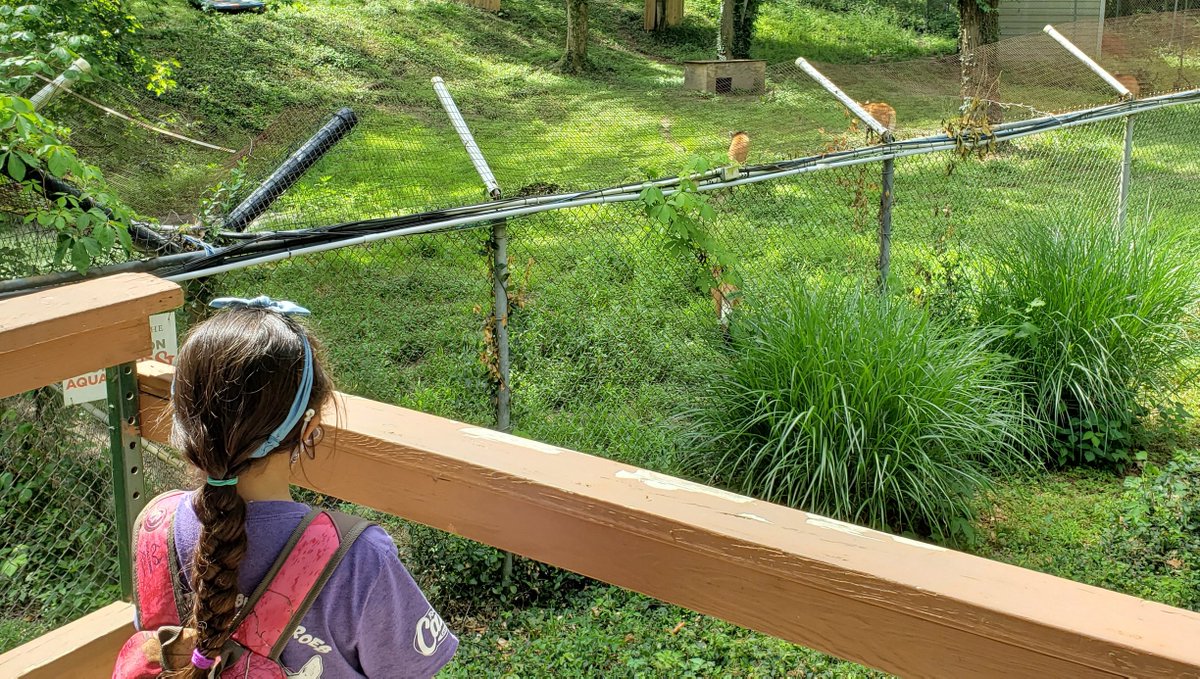 STLWolfCenter's tweet photo. Spread the word! There are a few more spaces for our Summer Wolf Camp next week, starting June 22. RT & tag a parent that would love for their child to get a little more WILD this summer! #STL #stlparents #stlmoms
https://t.co/B9kSpT9Z5I https://t.co/drQtmH0Lur