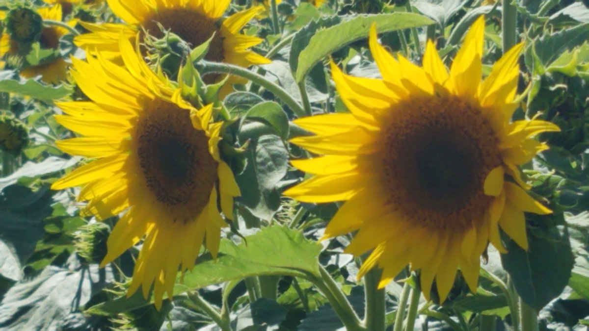 In the following days I will continue as I have been, adding to this thread, including video from the March. But for now, a photo of Sunflowers.