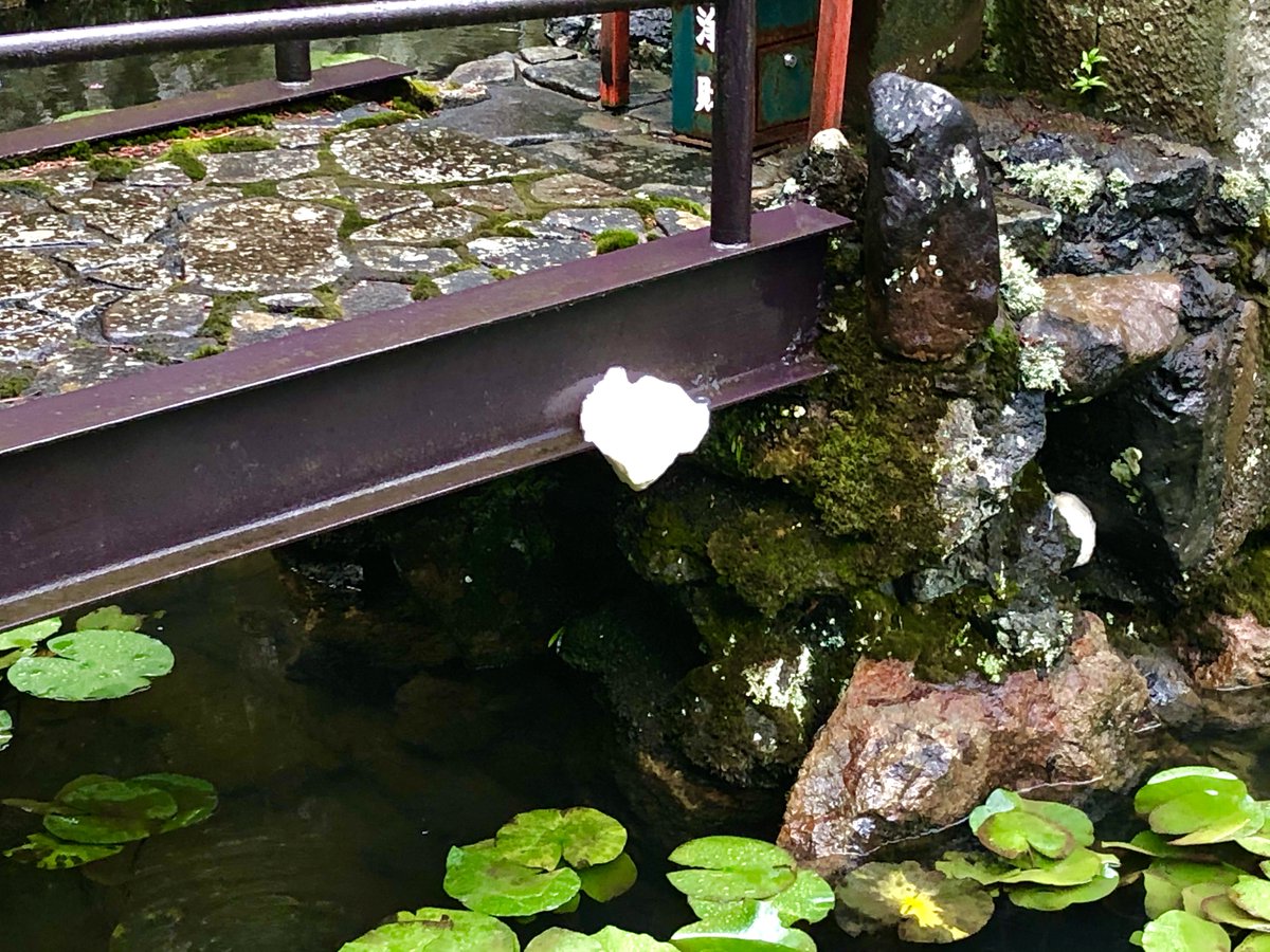 城崎温泉つたや旅館 桂小五郎ゆかりの宿 弊館ちかくの極楽寺さんの池には 天然記念物のモリアオガエルが生息しており 毎年この時期には卵が見られます それにしても 今年はすごいところにありました
