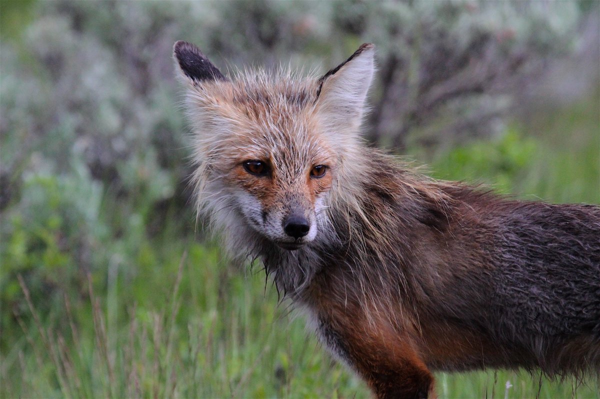 AltYellowstoneNatPar tweet media