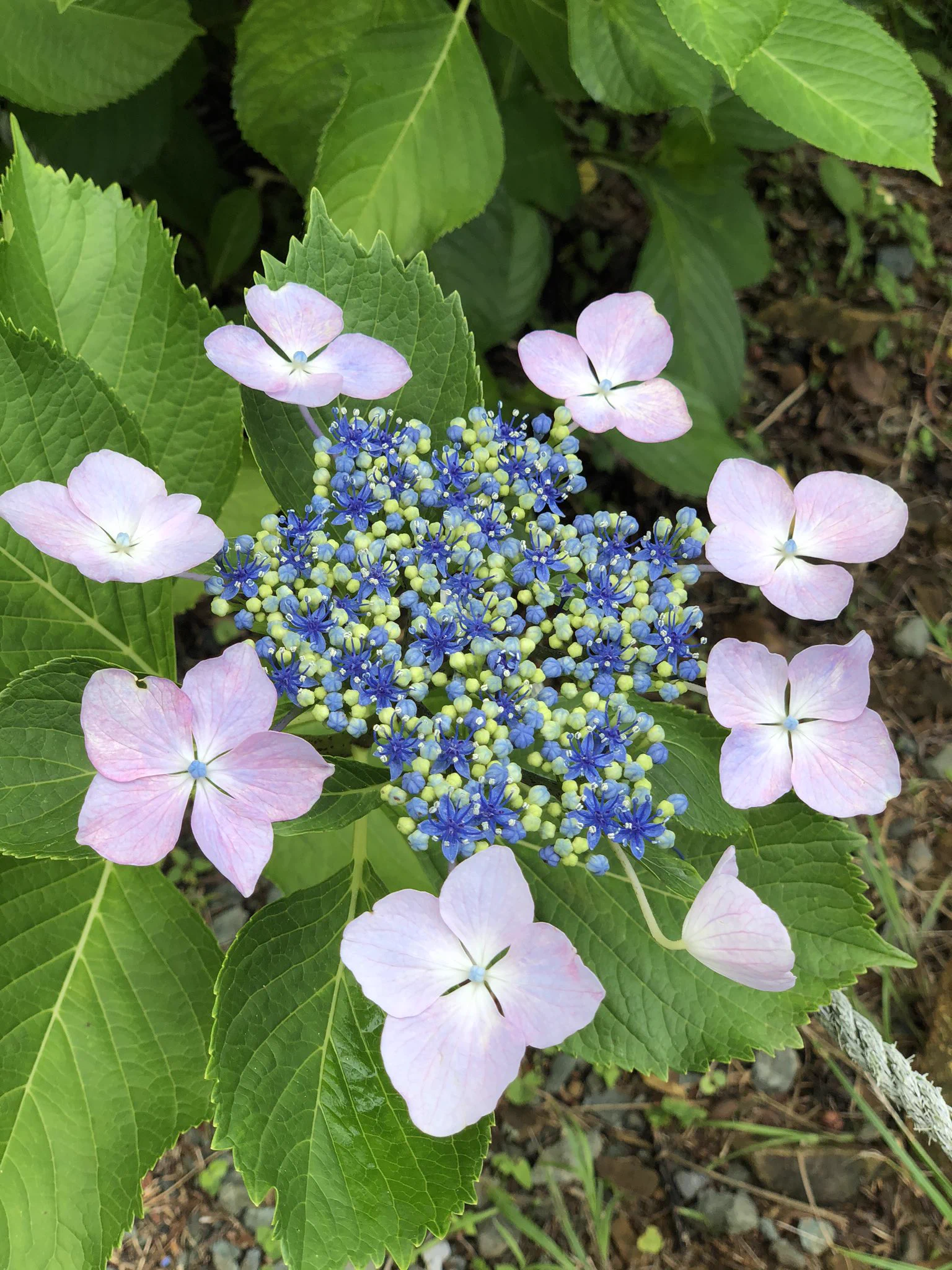 @pettit0524 綺麗ですね！俺もこんな紫陽花見てみたい！先日撮った1枚です。 