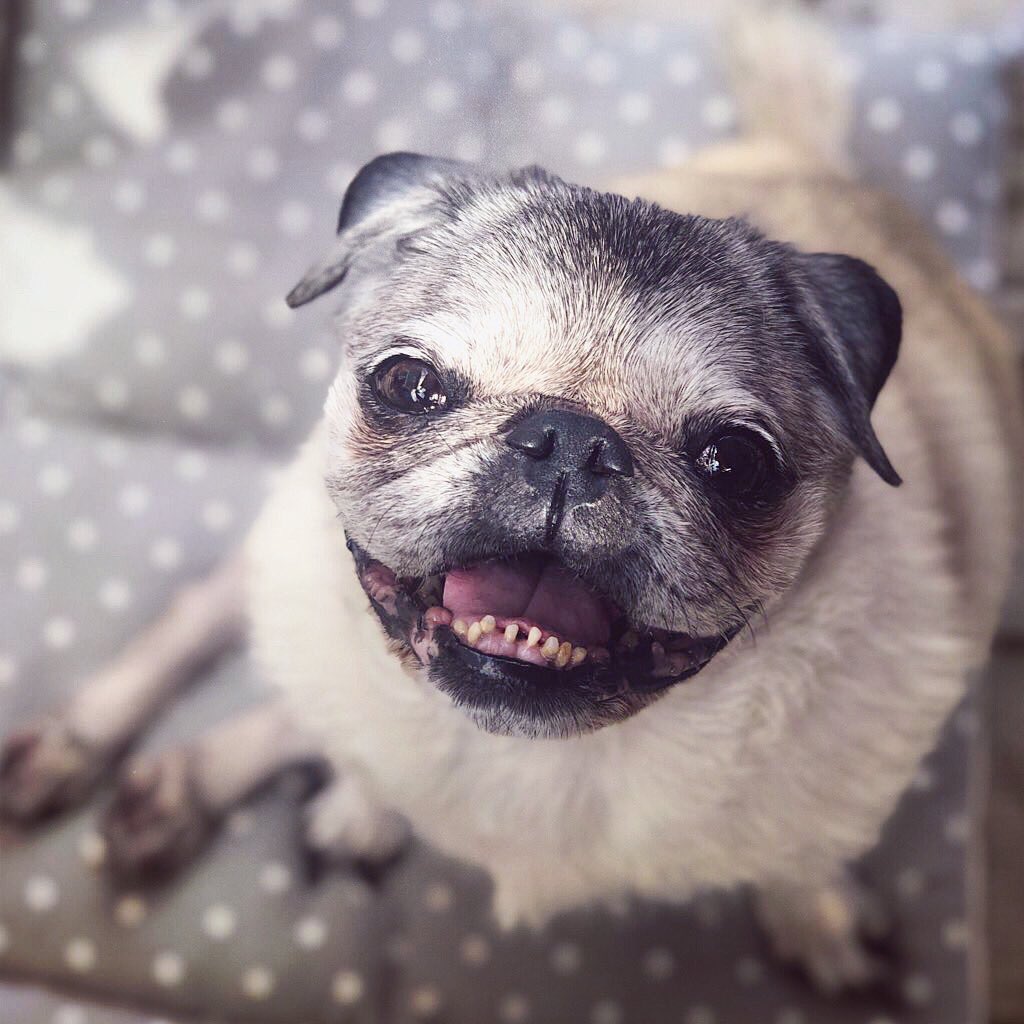 A1: I love the peanut butter buddy treats from <a href="/Target/">Target</a>! They are soft, which is perfect because I don’t have many teefs left! 😁#pugchat
