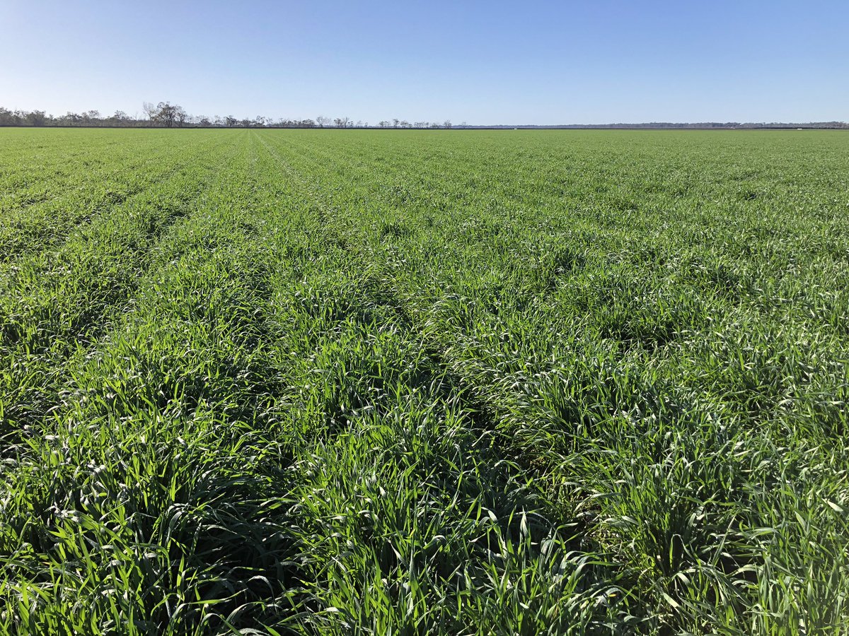 #Sunmax wheat firing along west of Goondiwindi. Spread in irrigation field on April 17 #AGT