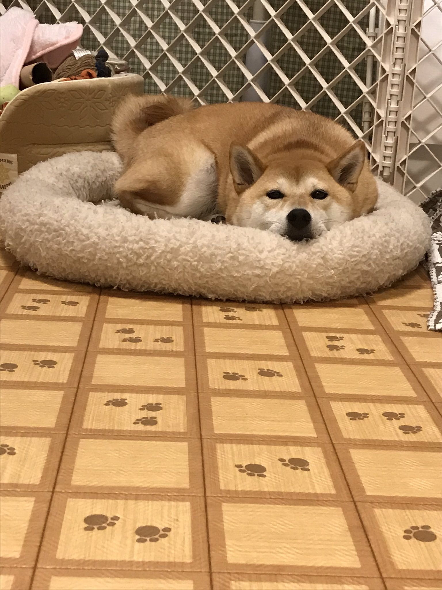 うちのこはる Omamexxx1930 かさぶたが隆起した感じというか 皮膚にくっついてるんです Twitter