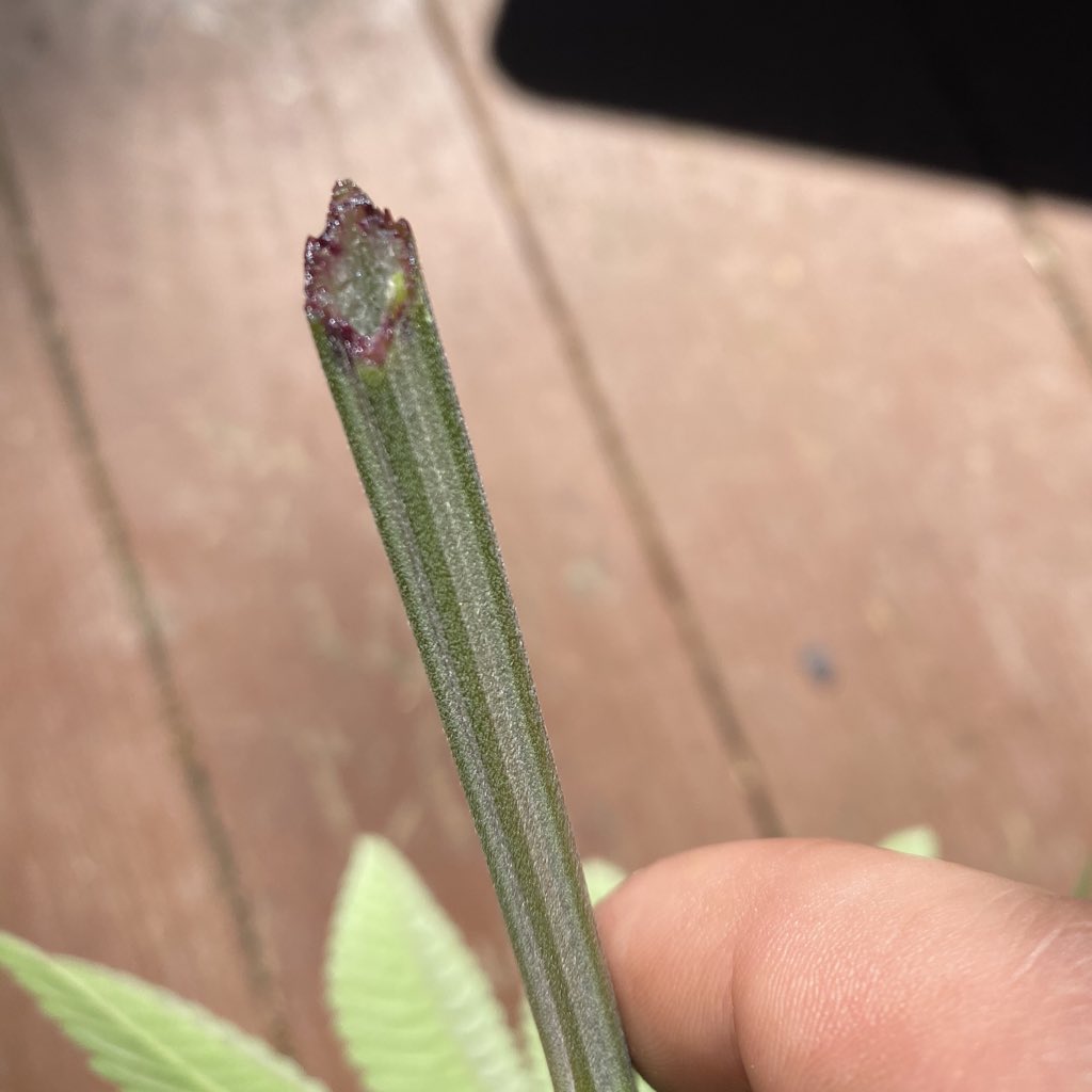 Mighty_Mota's tweet photo. I’ve been really thinking lately and took some time. Today, I stumbled upon The Blood, part of some good Hawaiian lore. Beyond stunned to have found one. 

📸 Dragons Blood Hash Plant V2
#GrowYourOwn #BodhiSeeds https://t.co/UfsyQo59oT