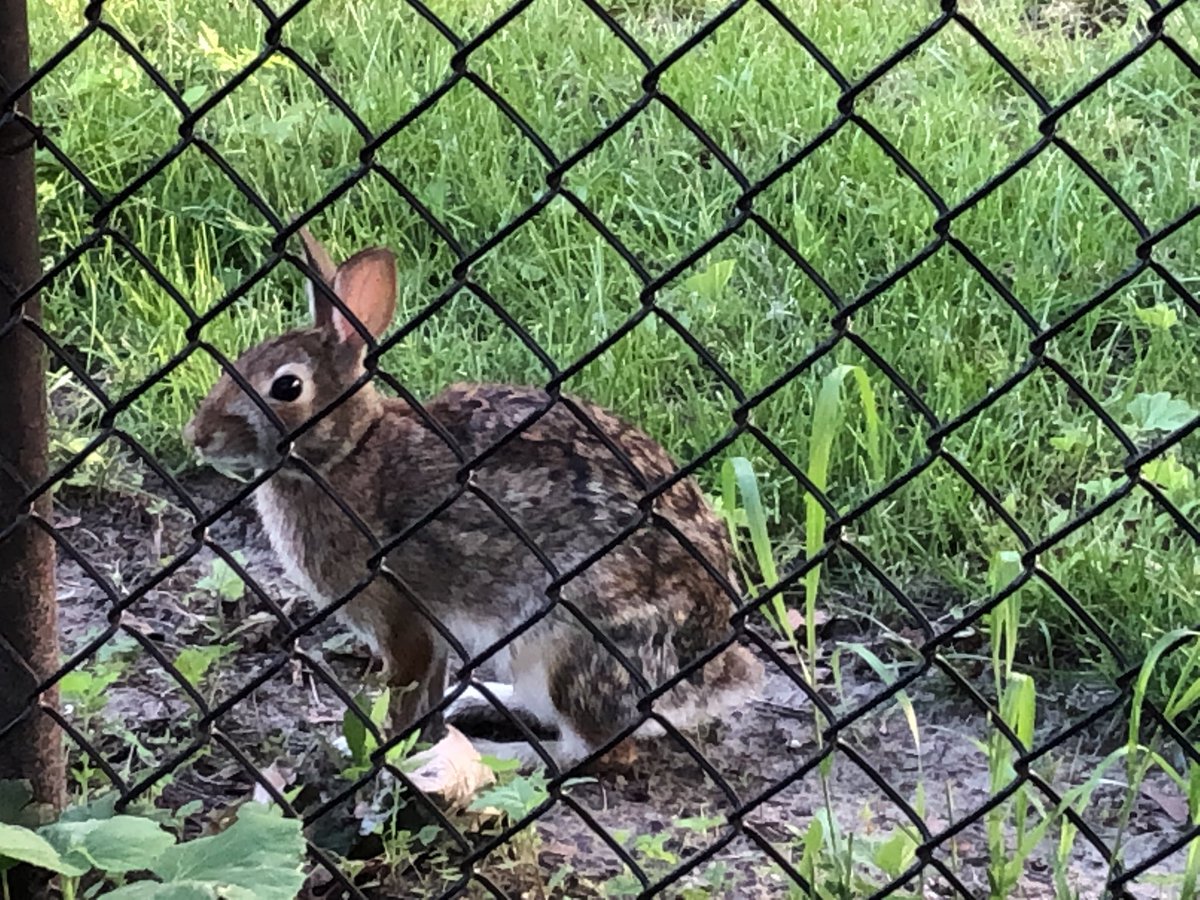 JBettencourt72's tweet photo. Is the fence a barrier to freedom or a survival tool? #context #reflection #RabbitHole #commit20 https://t.co/0olWVm555I