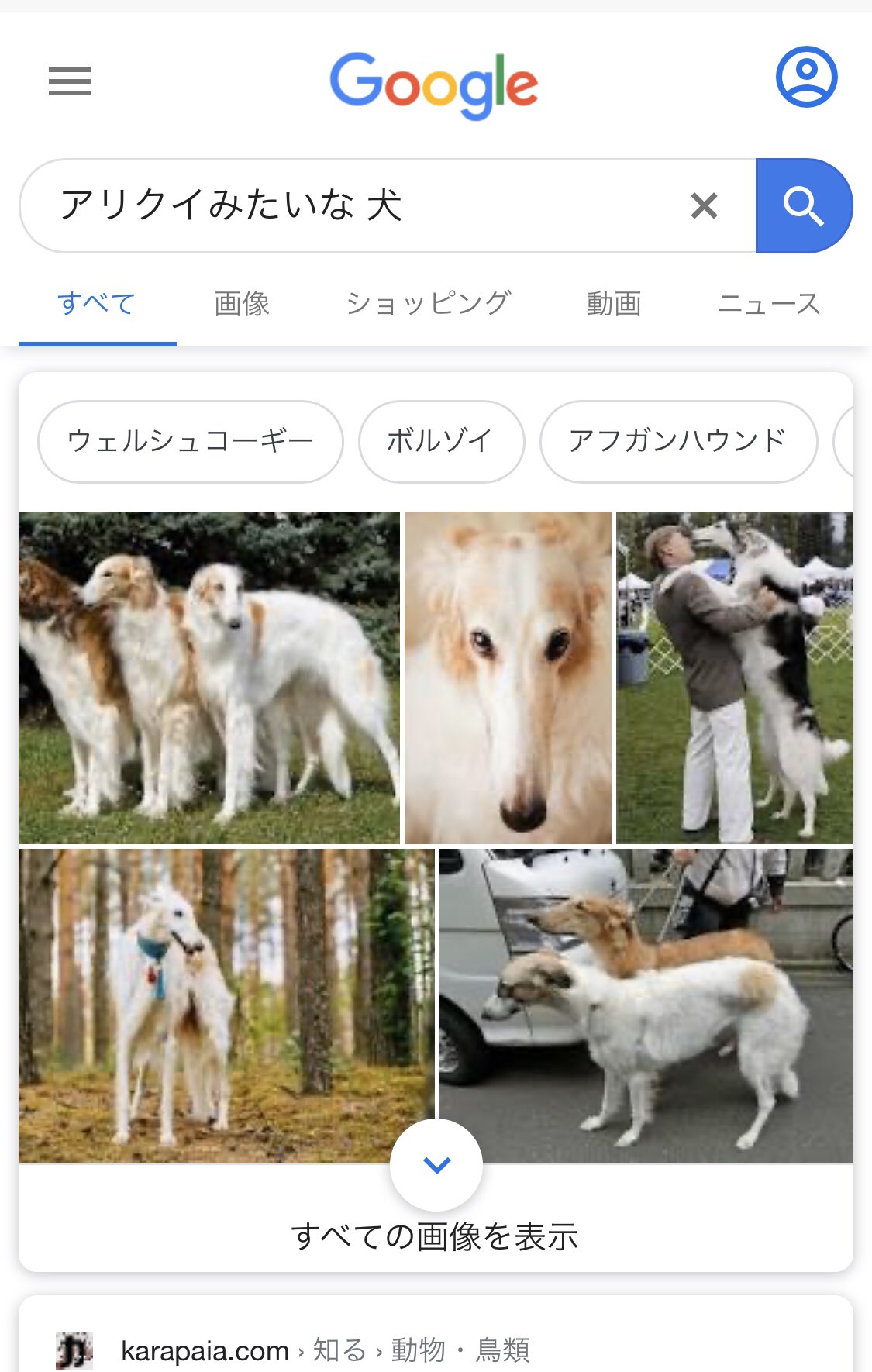 ふえるばっちさん 大きくてスラっとしててアリクイみたいな顔した犬が散歩してて珍しいな 何て名前の犬なんだろう って何も考えずに検索したらそのまま出てきて笑ってしまった T Co 9wacvtp6im Twitter