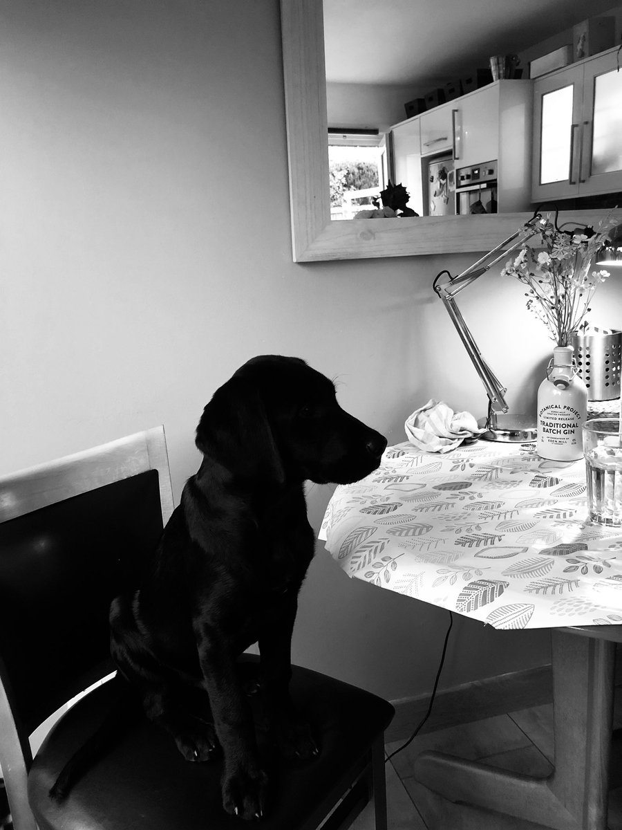 Thinks he’s human. He’s so much better than that. #blacklabradors #dogsoftwitter #Mack