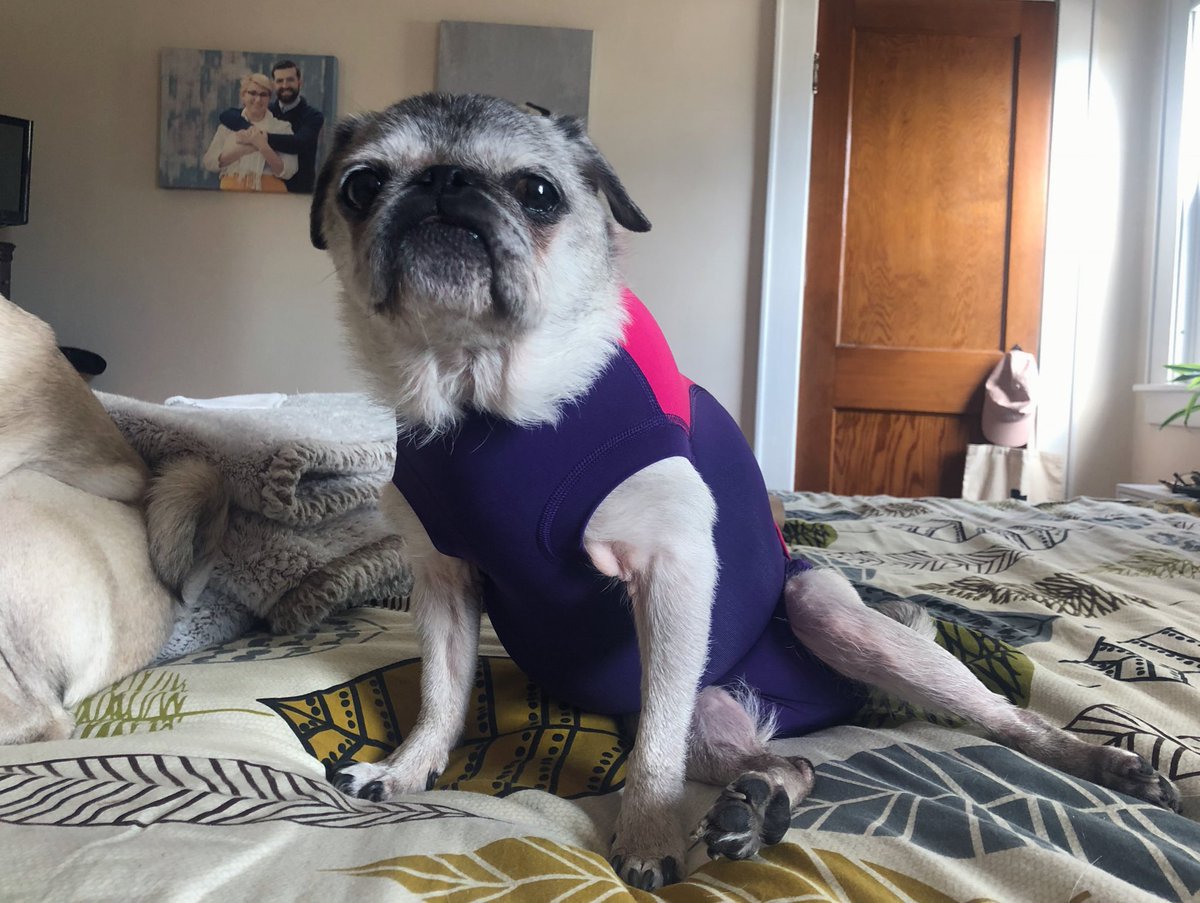 A4: I love pug mail! The last package I got was this GORGEOUS spandex body suit. Don’t I look stunning!? 💁‍♀️ #pugchat