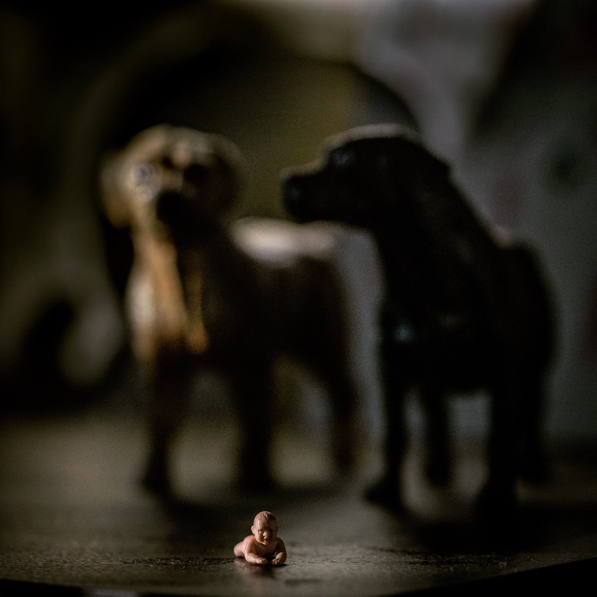 Susieforrester's tweet image. #feelingsmall #tinybeauty #dogsknow