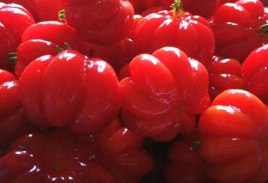 fotos_porai's tweet photo. Andando e fotografando poraí! #Marau #fotos #frutas #pitangas #delicia #pictures #fruits #Beautiful https://t.co/bo5t9rSGeu